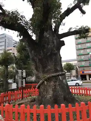 荒田八幡宮の自然