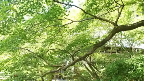 圓光寺(京都府)