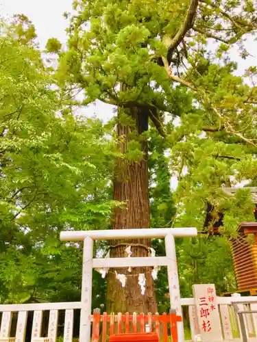 大杉神社の鳥居