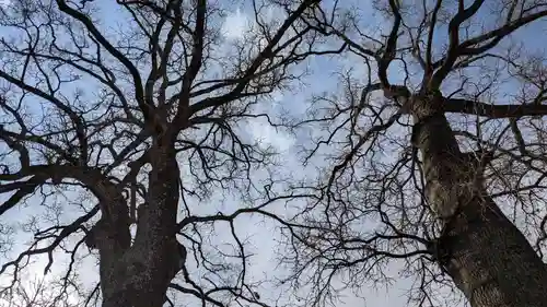 夫婦くぬぎ両神神社（椋神社）の自然