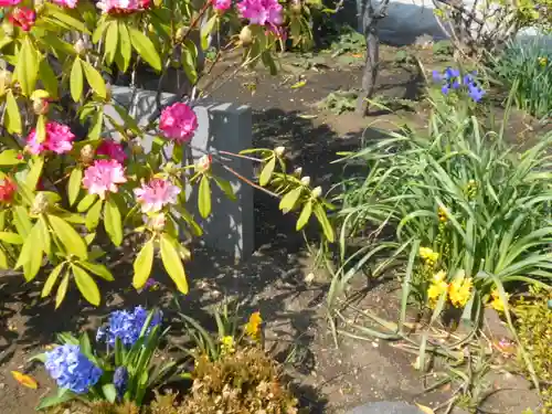 来迎寺（材木座）の自然