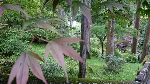 日光山輪王寺 大猷院の自然