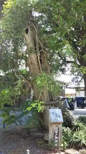 伊古奈比咩命神社の自然