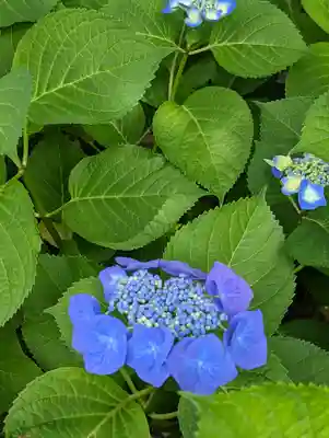 六孫王神社(京都府)