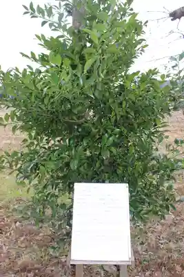 熊野神社の自然