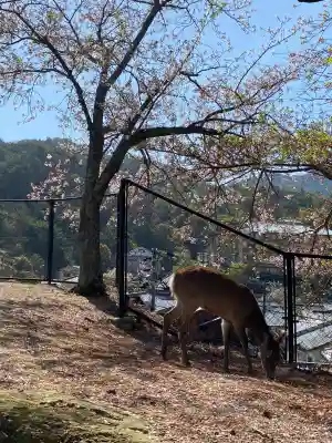 厳島神社の{uncategorized: "未分類", other: "その他", undefined: "問題あり", building: "その他建物", grave: "お墓", sacred_gate: "鳥居", guardian: "狛犬", statue: "像", buddha: "仏像", history: "歴史", nature: "自然", garden: "庭園", animal: "動物", pagoda: "塔", temizu: "手水舎", mountain_gate: "山門・神門", sanctuary: "本殿・本堂", subordinate: "末社・摂社", art: "芸術", scenery: "景色", jizo: "地蔵", ema: "絵馬", goshuin: "御朱印", omikuji: "おみくじ", items: "授与品その他", amulet: "お守り", goshuincho: "御朱印帳", eats: "食事", festival: "お祭り", votive_dance: "神楽", shichigosan: "七五三参", wedding: "結婚式", experience: "体験その他", initially: "初詣", around: "周辺", anti_infection: "感染症対策"}
