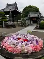 真言宗 善通寺派 薬王寺の{uncategorized: "未分類", other: "その他", undefined: "問題あり", building: "その他建物", grave: "お墓", sacred_gate: "鳥居", guardian: "狛犬", statue: "像", buddha: "仏像", history: "歴史", nature: "自然", garden: "庭園", animal: "動物", pagoda: "塔", temizu: "手水舎", mountain_gate: "山門・神門", sanctuary: "本殿・本堂", subordinate: "末社・摂社", art: "芸術", scenery: "景色", jizo: "地蔵", ema: "絵馬", goshuin: "御朱印", omikuji: "おみくじ", items: "授与品その他", amulet: "お守り", goshuincho: "御朱印帳", eats: "食事", festival: "お祭り", votive_dance: "神楽", shichigosan: "七五三参", wedding: "結婚式", experience: "体験その他", initially: "初詣", around: "周辺", anti_infection: "感染症対策"}