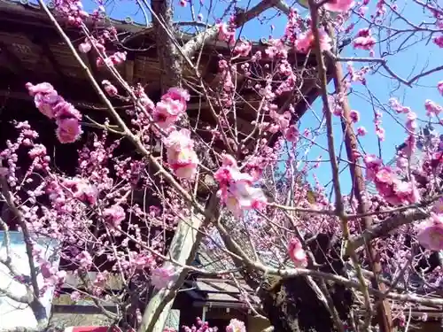 秩父札所１番　四萬部寺の自然