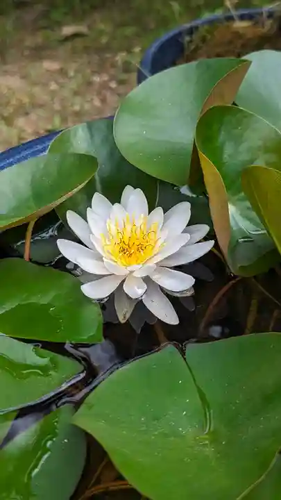 勝林寺(京都府)
