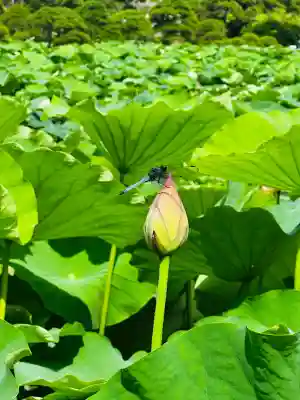 白山神社(新潟県)