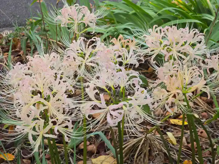平野神社(京都府)