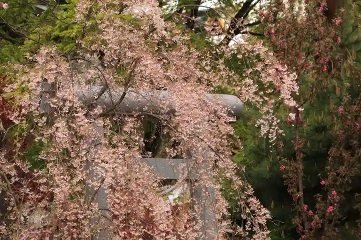 開成山大神宮の鳥居