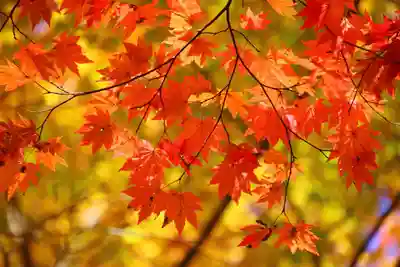 隠津島神社の自然