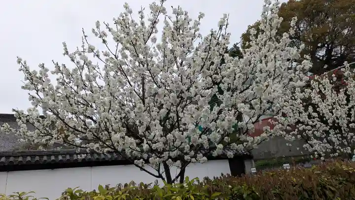 知恩院(京都府)