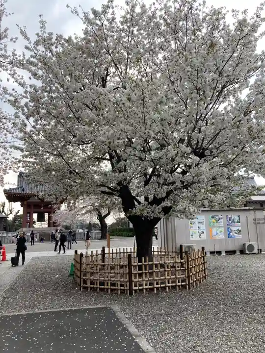 池上本門寺の自然