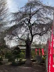 慈眼寺の塔