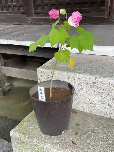 鷲宮神社の自然