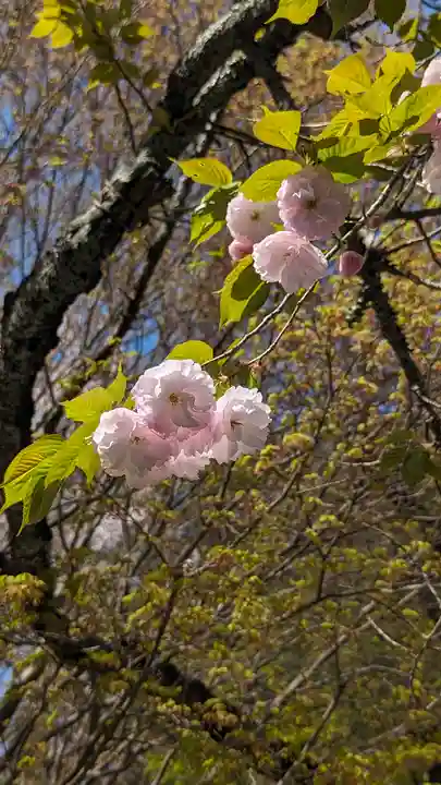 龍安寺(京都府)