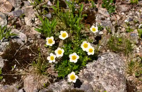 雄山神社峰本社の自然
