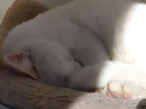 御誕生寺（猫寺）(福井県)