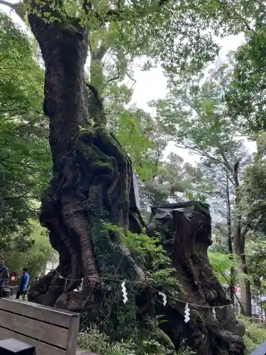 來宮神社(静岡県)