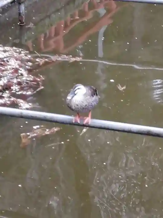 間々田八幡宮の動物
