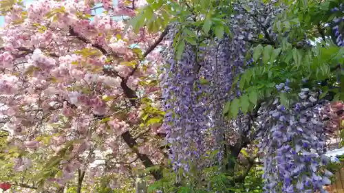 引接寺（千本ゑんま堂）の自然