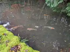 深山 飯盛寺の動物