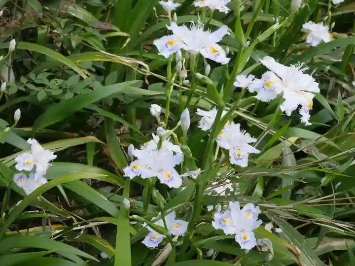 駒込富士神社の自然