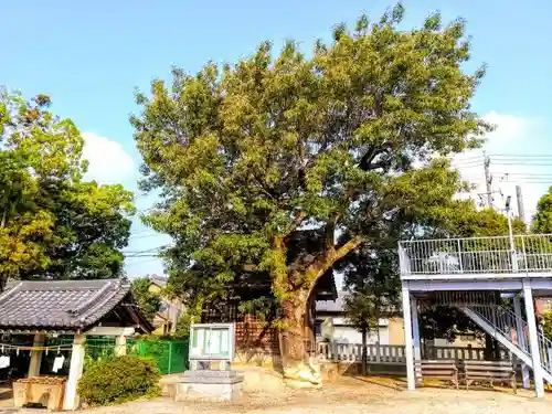 藤井神社（横根藤井神社）の自然