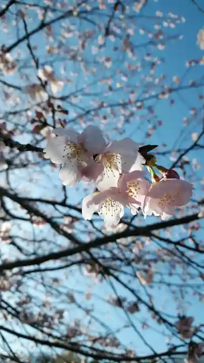 横浜 西方寺の自然