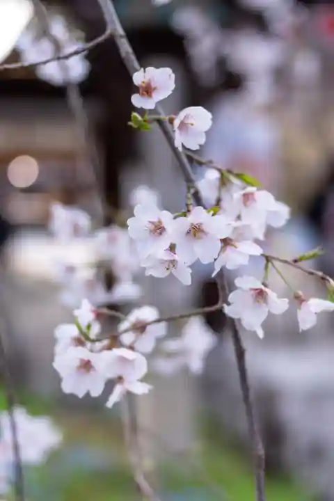 平野神社(京都府)