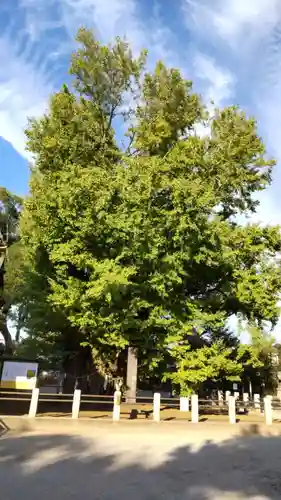 葛飾八幡宮の自然