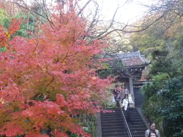 黄梅院(円覚寺塔頭)の自然