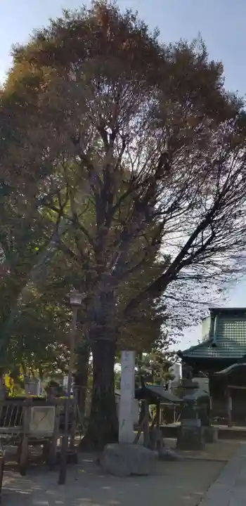 小岩田天祖神社の自然
