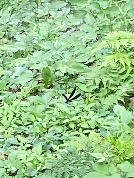 鷲宮神社の動物