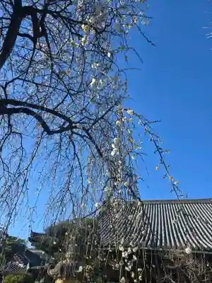 浄誓寺の{uncategorized: "未分類", other: "その他", undefined: "問題あり", building: "その他建物", grave: "お墓", sacred_gate: "鳥居", guardian: "狛犬", statue: "像", buddha: "仏像", history: "歴史", nature: "自然", garden: "庭園", animal: "動物", pagoda: "塔", temizu: "手水舎", mountain_gate: "山門・神門", sanctuary: "本殿・本堂", subordinate: "末社・摂社", art: "芸術", scenery: "景色", jizo: "地蔵", ema: "絵馬", goshuin: "御朱印", omikuji: "おみくじ", items: "授与品その他", amulet: "お守り", goshuincho: "御朱印帳", eats: "食事", festival: "お祭り", votive_dance: "神楽", shichigosan: "七五三参", wedding: "結婚式", experience: "体験その他", initially: "初詣", around: "周辺", anti_infection: "感染症対策"}