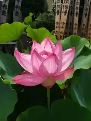 長善寺(東京都)