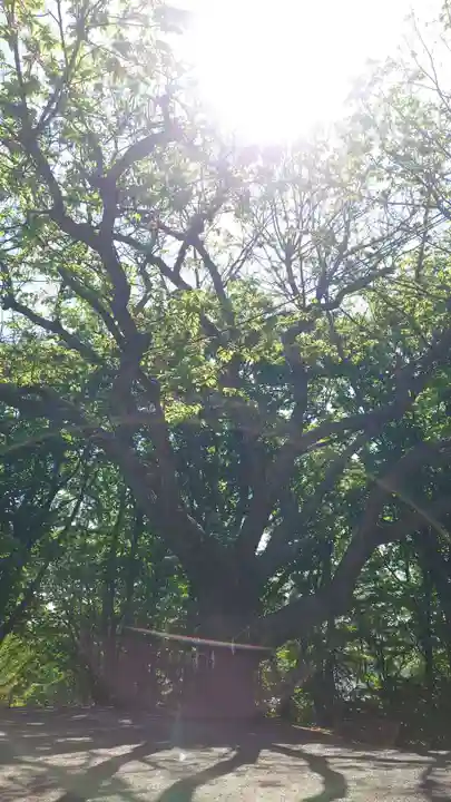 相馬神社の自然