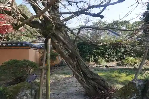 戒壇院の庭園