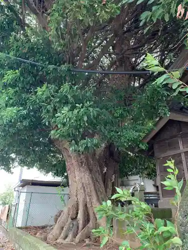 白旗神社の自然
