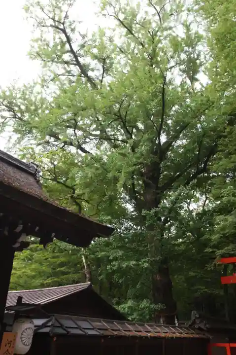河合神社(鴨川合坐小社宅神社)(京都府)