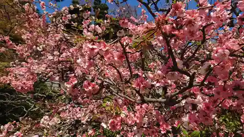 長谷寺(神奈川県)