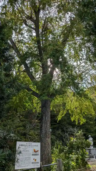 安房高野山妙音院の自然
