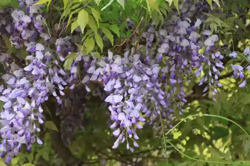 開成山大神宮の自然