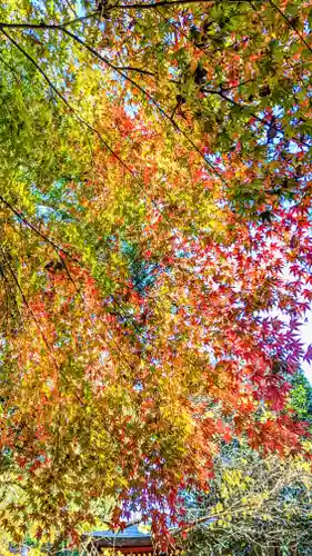 冠稲荷神社の自然