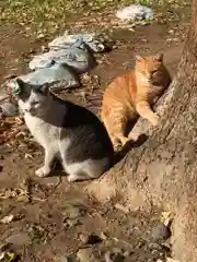 三芳野神社の動物