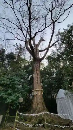 宇治上神社の自然