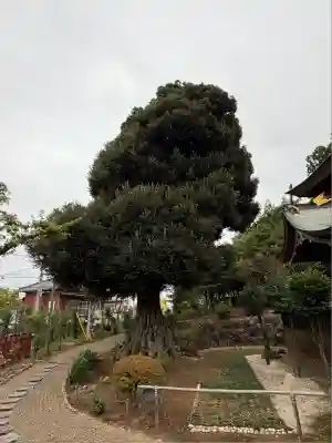 埴生神社(千葉県)