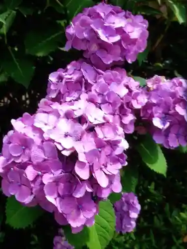 鳩森八幡神社の自然